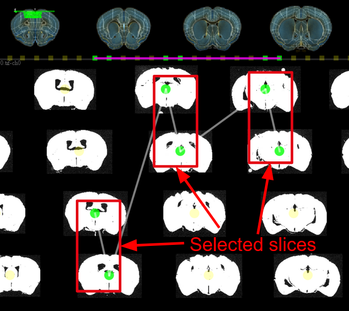 Highlighted green handle of selected slices